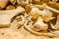 Arheologii au făcut o descoperire importantă de os de mamut în Austria