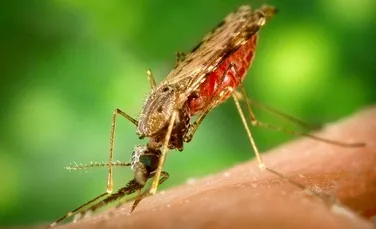 Malaria a migrat din Africa odata cu oamenii