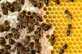 O analiză a ultimilor 50 de ani arată de ce albinele fac mai puțină miere