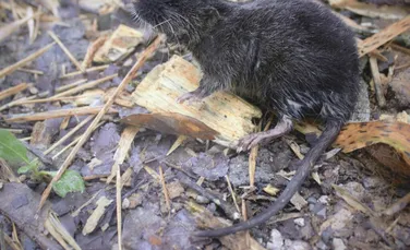 27 de specii noi au fost descoperite în Peru. Printre acestea se află și un șoarece amfibiu