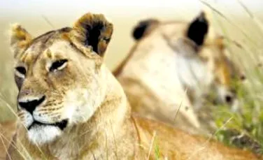 Leii din Kenia sunt ucisi cu furadan