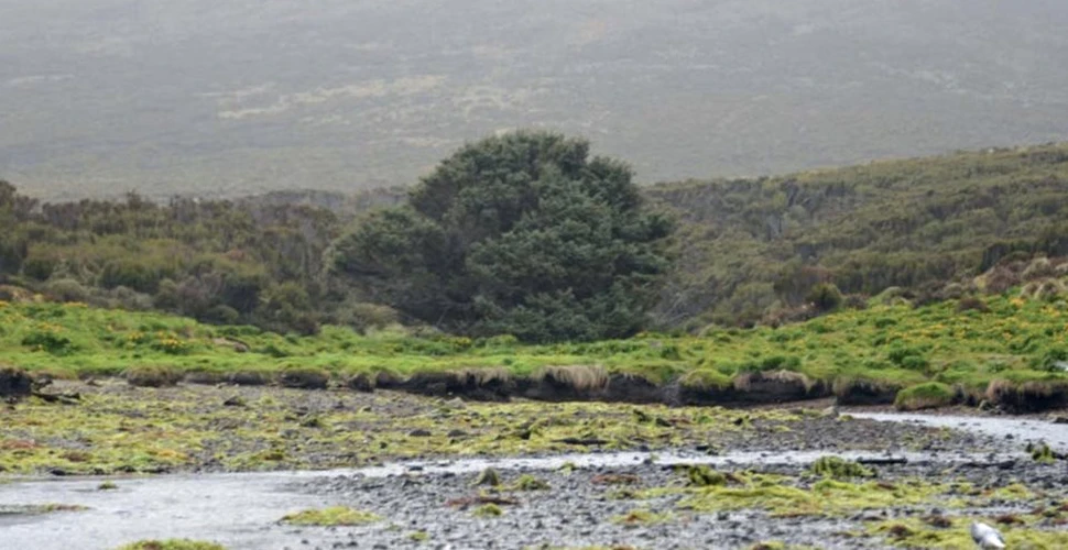 Cel mai singuratic arbore din lume înregistrează deteriorarea naturii şi totodată decăderea omenirii