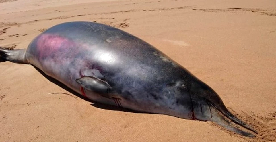 O misterioasă balenă ieşită pe plajă creează confuzie în rândul cercetătorilor – FOTO