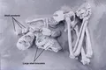 Poporul Hirota din Japonia deforma intenționat craniile sugarilor în urmă cu 1.800 de ani
