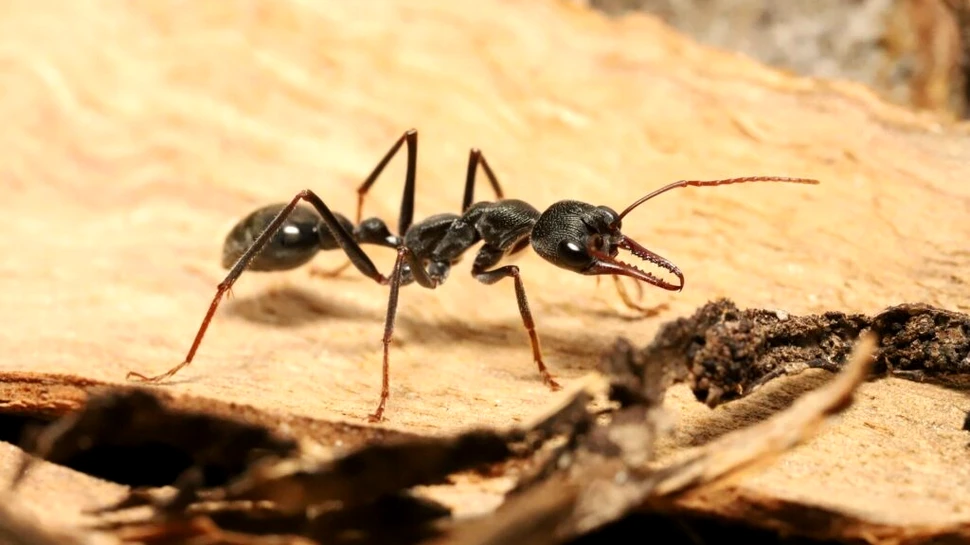 Oamenii de știință au aflat cum reușesc furnicile nocturne să călătorească
