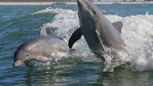 Mai mulți înotători ar fi hărțuit delfini în largul unei insule din Hawaii
