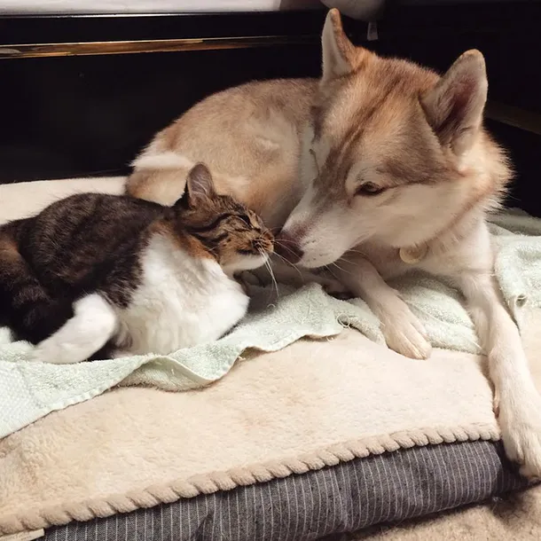 3 Câini Husky au devenit cei mai buni prieteni cu o pisica pe care au salvat-o de la moarte. FOTO+VIDEO