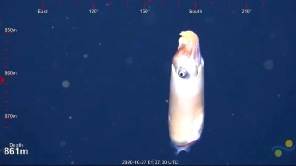 Imagini în premieră cu o specie extrem de rară de calamar care are „coarne de berbec”