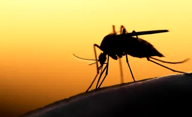 Într-un celebru oraș antivaccinist, malaria face ravagii printre copii