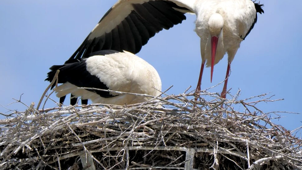 Au fost descoperite peste 400 de cuiburi noi de berze albe în România