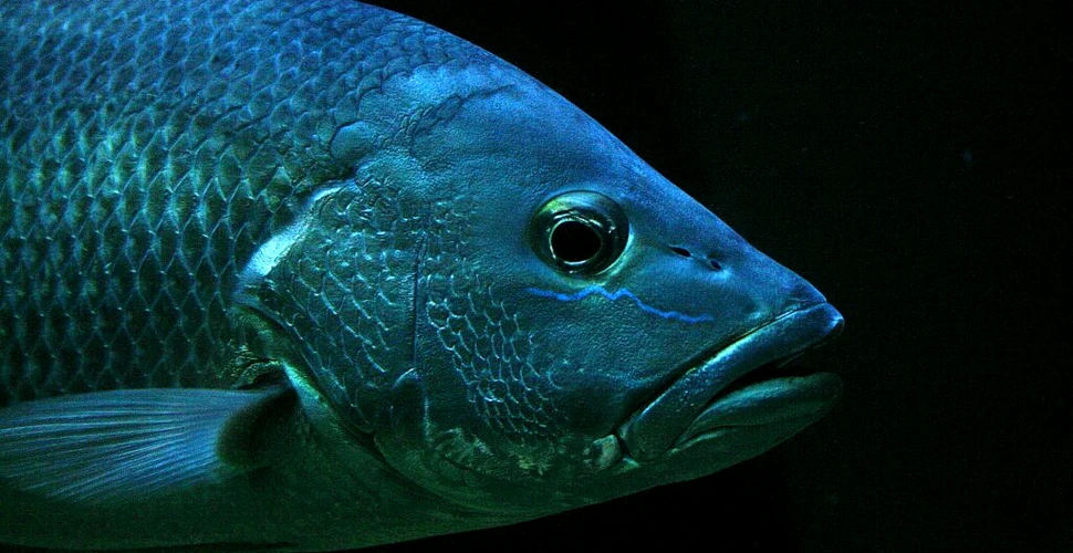 LED-urile viitorului ar putea fi făcute din solzi de pește