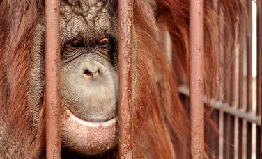 Procesul Maimuţelor: John Scopes contra statului Tennessee