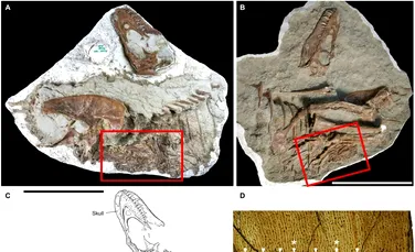 Conținutul stomacului unui Tiranozaur, păstrat într-o fosilă de 75 de milioane de ani
