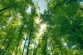 Cea mai bună soluție pentru salvarea planetei: păstrați pădurile intacte!