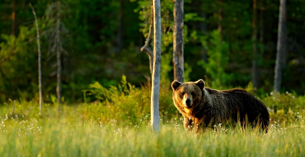 Rezistența la antibiotice, descoperită la urșii bruni din pădurile izolate ale Suediei