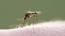 Virusul West Nile face ravagii în Europa. Care este situația în România?