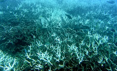 Marea Barieră de Corali a suferit ”un colaps ecologic fără precedent”. Nu va mai arăta niciodată ca înainte