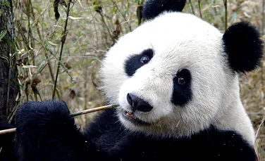 Ursii panda au o noua casa… de nebunii