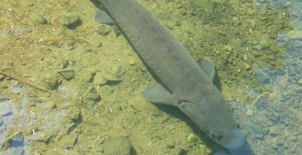 Dovezile pescuitului ilegal de sturioni din Delta Dunării, găsite în apă