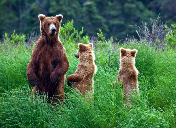 Urşi grizzly în Parcul Naţional Katmai, Alaska, SUA