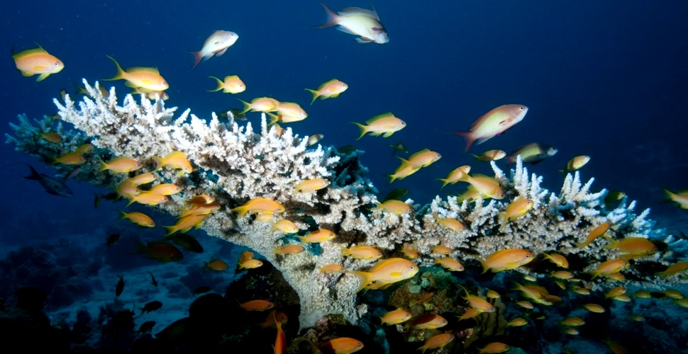 Oceanele se acidifiază mai repede decât au făcut-o în ultimii 300 de milioane de ani