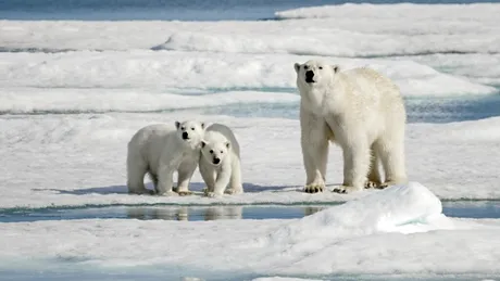 Urșii polari mor de foame pe măsură ce gheața se topește din cauza schimbărilor climatice