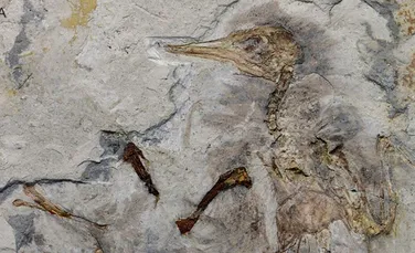 Fosilele dezvăluie modul tragic în care a murit o pasăre acum 120 de milioane de ani