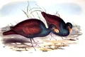 Ultima rudă a păsării dodo, observată într-o pădure tropicală îndepărtată din Samoa