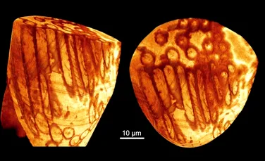 Au fost descoperiţi cei mai vechi spermatozoizi: datează de acum 17 milioane de ani!