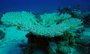 Al patrulea eveniment global de albire a coralilor din ultimii 30 de ani