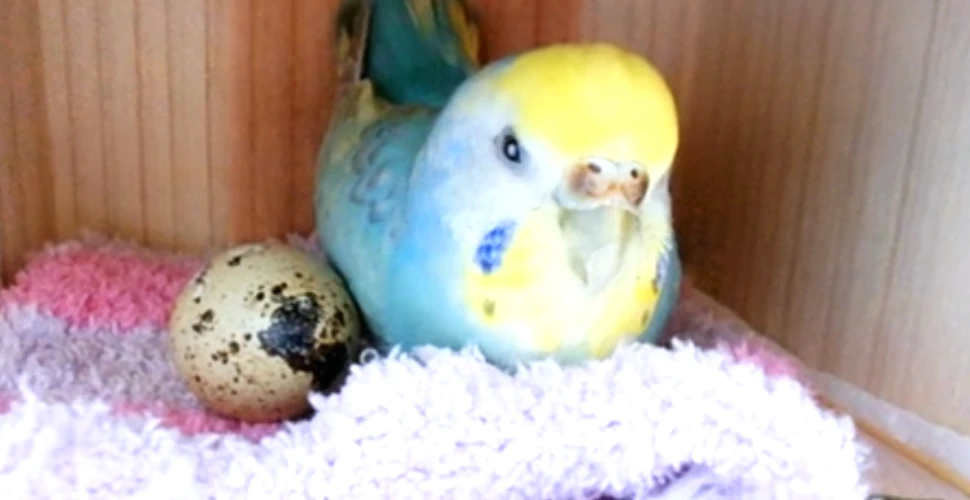 Un papagal a adoptat un ou de la supermarket, l-a clocit până a apărut un pui din el – VIDEO