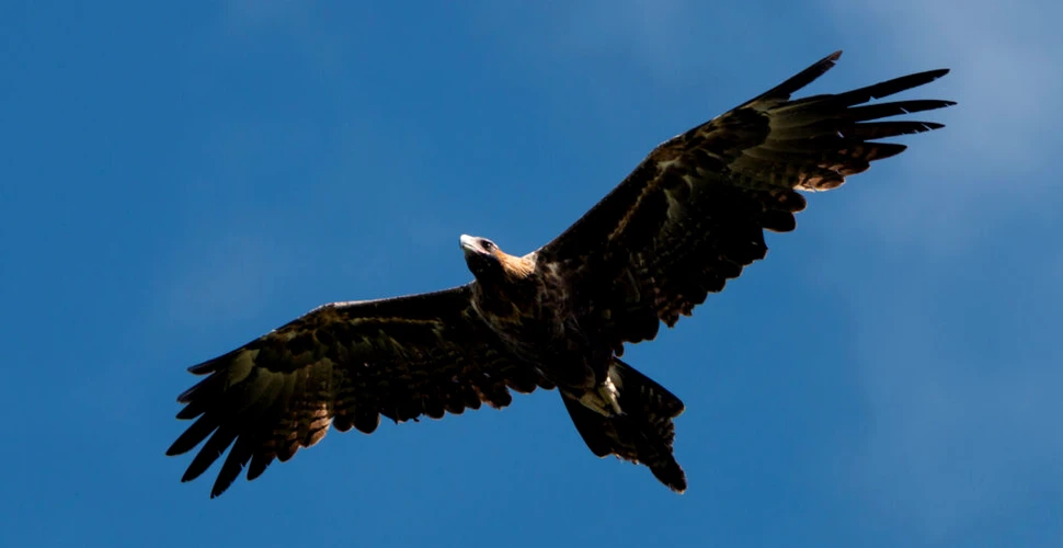 Vulturii dispăruți din „Stăpânul inelelor” aveau o anvergură a aripilor de trei metri