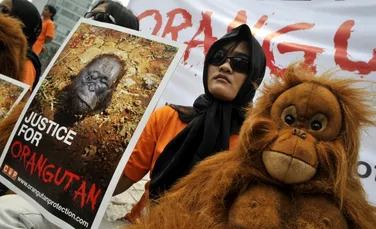 Masacru în Indonezia: 750 de urangutani au fost ucişi!