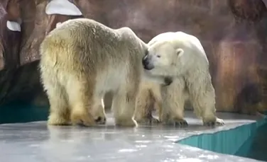 Primul hotel cu urși polari, deschis în China, provoacă controverse