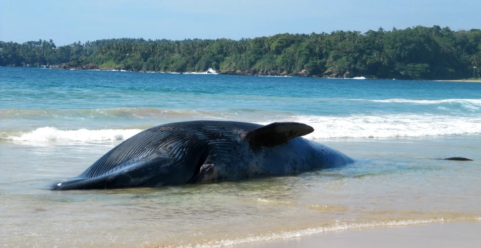 O balenă eşuată pe o plajă din Spania ascundea un secret care ilustrează starea în care se află planeta: cantitatea imensă de plastic găsită în burta mamiferului
