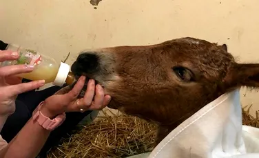 GALERIE FOTO. Caii şi poneii bolnavi pot fi acum trataţi în singurul ”spital de cai” din Transilvania