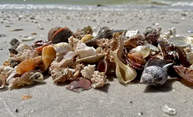 Animalele marine au colonizat pentru prima dată cochilii goale acum aproximativ 470 de milioane de ani