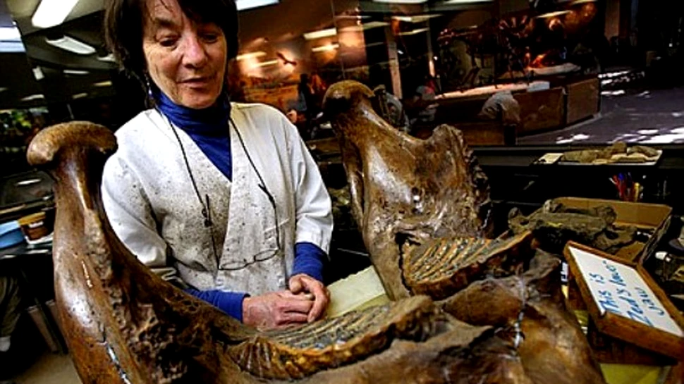 Fosile valoroase descoperite sub o parcare