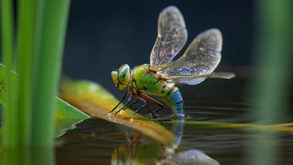 Aproape un sfert dintre speciile de apă dulce sunt amenințate de extincție