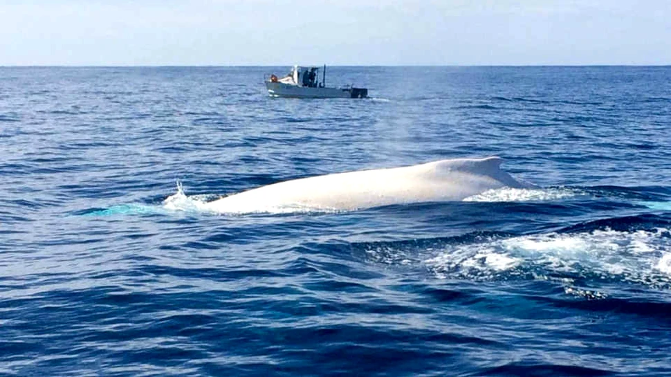 Imagini rare surprinse aproape de Australia: ”Este Migaloo, balena albă cu piele de porţelan” – VIDEO