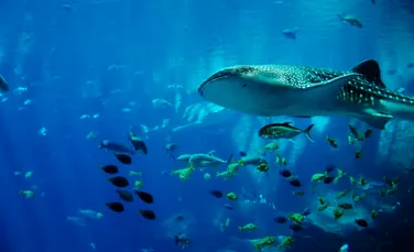 Un fenomen fără explicaţie arată că natura încă are multe secrete: sute de rechini gigantici se adună în ”roiuri” misterioase
