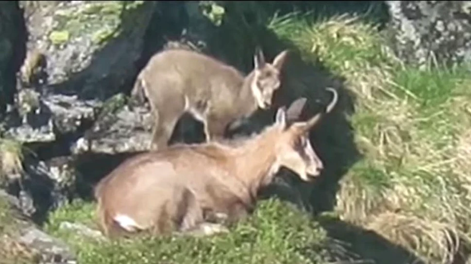 Imagini rare. Capre negre, filmate în timp ce își fac siesta în Munții Rodnei