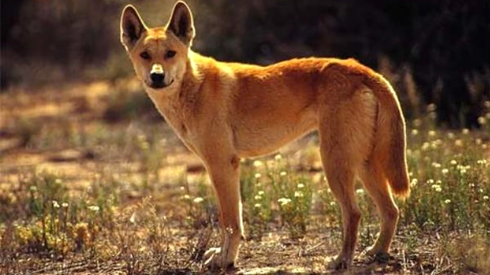 Cainii au devenit mai neajutorati, din cauza domesticirii