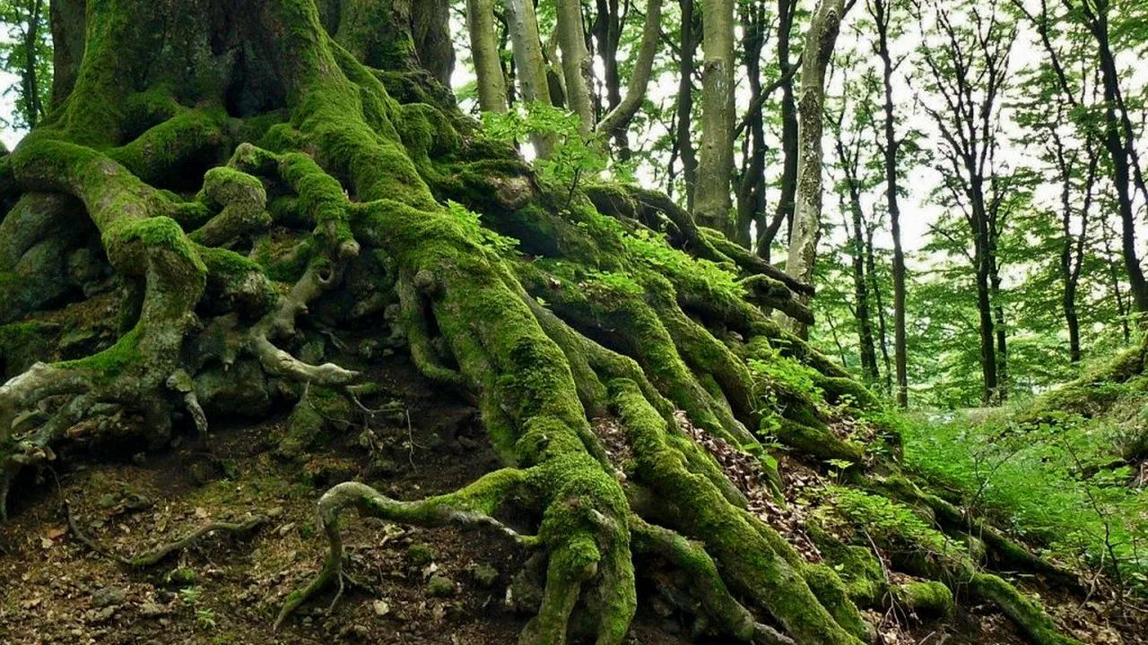 pixabay-copac-natura_descopera 