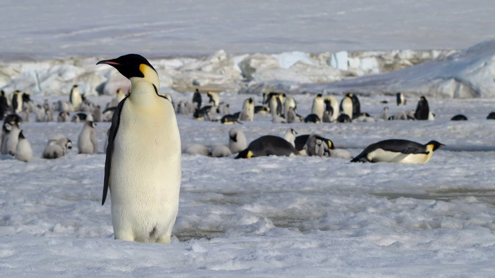 Noi colonii de pinguini imperiali au fost descoperite cu ajutorul imaginilor prin satelit