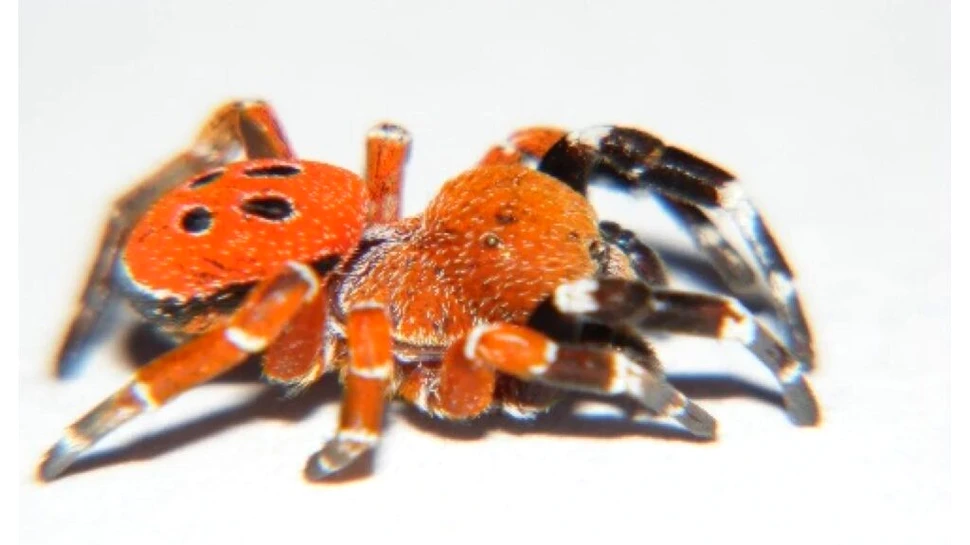 Un păianjen cu trăsături unice, nemaivăzute până acum, a fost găsit în Maroc