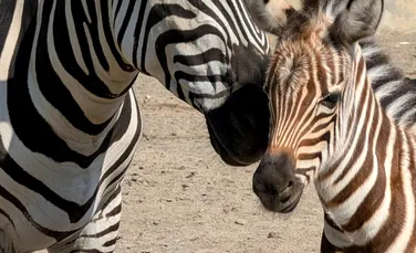 Primul pui de zebră născut la Zoo Brașov așteaptă să fie vizitat și să primească un nume