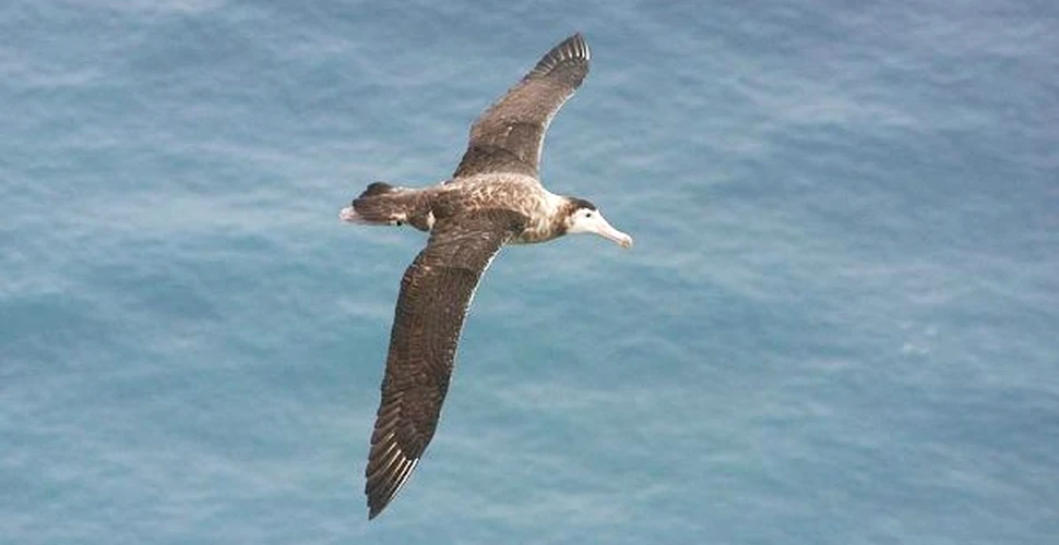 Albatrosul de Amsterdam: o specie rară şi distinctă