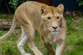 Șapte lei, ținuți în condiții improprii într-o localitate din Dâmbovița, salvați și duși în Olanda
