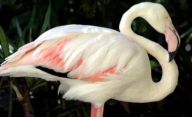 A murit cel mai bătrân flamingo roz din lume! A fost, probabil, cel mai longeviv exemplar din istorie (FOTO)
